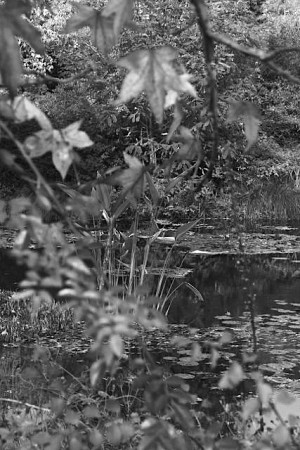 Осень в саду Клода Моне